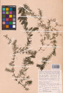 Ceratophyllum demersum L., Eastern Europe, Lower Volga region (E9) (Russia)