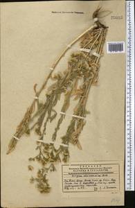 Psychrogeton khorassanicus (Boiss.) Fisjun, Middle Asia, Western Tian Shan & Karatau (M3) (Kazakhstan)