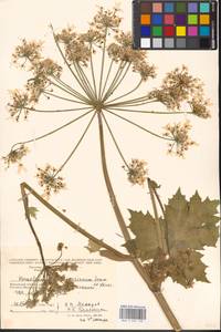 Heracleum mantegazzianum Sommier & Levier, Eastern Europe, Moscow region (E4a) (Russia)