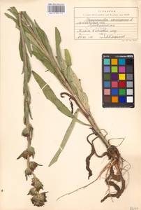 Campanula cervicaria L., Eastern Europe, Moscow region (E4a) (Russia)