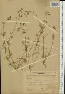 Spergula arvensis L., Eastern Europe, Central forest region (E5) (Russia)