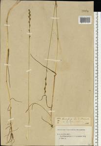 Lolium remotum Schrank, Eastern Europe, Central forest region (E5) (Russia)