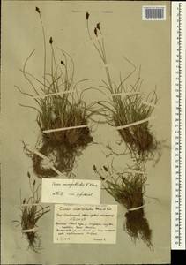 Carex pyrenaica subsp. micropodioides (V.I.Krecz.) Chandjian, Caucasus, South Ossetia (K4b) (South Ossetia)