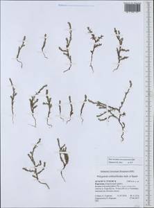 Polygonum rottboellioides Jaub. & Spach, Middle Asia, Northern & Central Tian Shan (M4) (Kyrgyzstan)