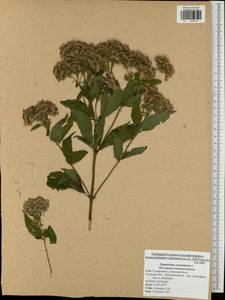 Eupatorium cannabinum L., Eastern Europe, Central region (E4) (Russia)