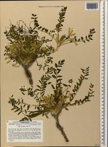 Astragalus utriger Pall., Caucasus, Krasnodar Krai & Adygea (K1a) (Russia)