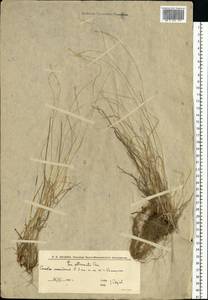 Poa attenuata Trin., Eastern Europe, Lower Volga region (E9) (Russia)