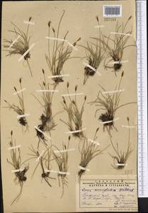 Carex microglochin Wahlenb., Middle Asia, Pamir & Pamiro-Alai (M2)