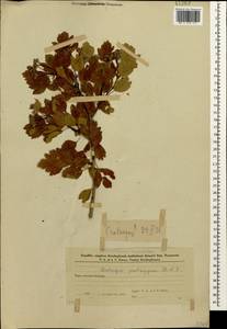 Crataegus pentagyna Waldst. & Kit. ex Willd., Caucasus, Azerbaijan (K6) (Azerbaijan)