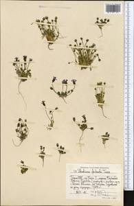 Comastoma falcatum (Turcz.) Toyokuni, Middle Asia, Pamir & Pamiro-Alai (M2) (Tajikistan)