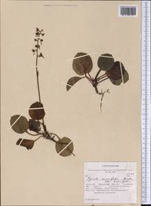 Pyrola asarifolia, America (AMER) (United States)