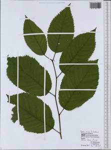 Prunus avium (L.) L., Eastern Europe, Central region (E4) (Russia)