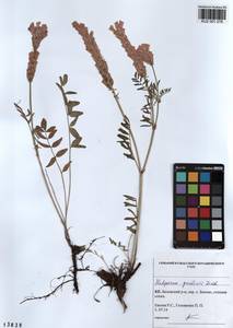 KUZ 001 276, Hedysarum gmelinii Ledeb., Siberia, Altai & Sayany Mountains (S2) (Russia)