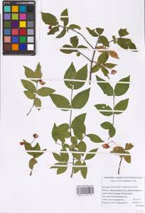 Euonymus verrucosus Scop., Eastern Europe, Lower Volga region (E9) (Russia)