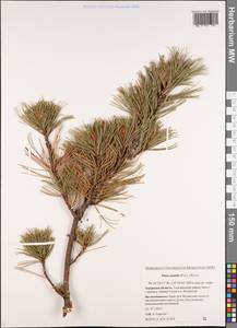 Pinus pumila (Parl.) Regel, Siberia, Russian Far East (S6) (Russia)