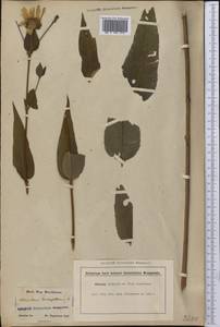 Helianthus decapetalus L., America (AMER) (United States)