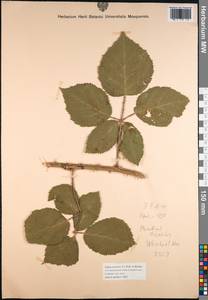 Rubus procerus P. J. Müll. ex Genev., Western Europe (EUR) (Austria)