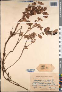 Vaccinium vitis-idaea L., Siberia, Russian Far East (S6) (Russia)