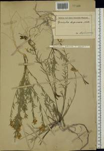 Genista tinctoria subsp. tinctoria, Eastern Europe, Central forest-and-steppe region (E6) (Russia)