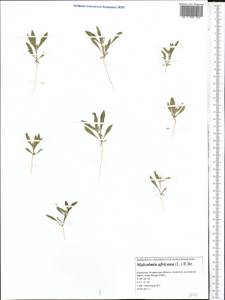 Strigosella africana (L.) Botsch., Middle Asia, Caspian Ustyurt & Northern Aralia (M8) (Kazakhstan)