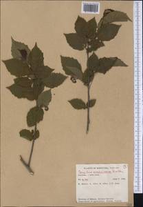Corylus americana Walter, America (AMER) (Canada)