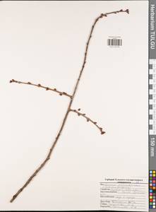Prunus cerasus subsp. cerasus, Eastern Europe, Central region (E4) (Russia)