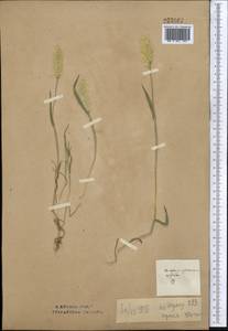 Polypogon maritimus Willd., Middle Asia, Northern & Central Kazakhstan (M10) (Kazakhstan)