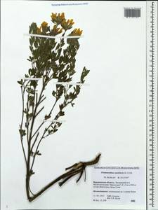 Chamaecytisus austriacus (L.) Link, Eastern Europe, Central forest-and-steppe region (E6) (Russia)