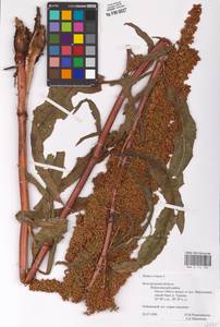 Rumex crispus L., Eastern Europe, Central forest-and-steppe region (E6) (Russia)