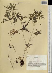 Aconitum volubile Pall., Siberia, Altai & Sayany Mountains (S2) (Russia)