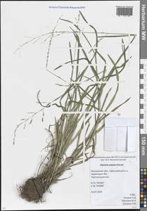 Glyceria notata Chevall., Eastern Europe, Moscow region (E4a) (Russia)