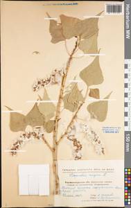 Populus nigra L., Eastern Europe, North Ukrainian region (E11) (Ukraine)