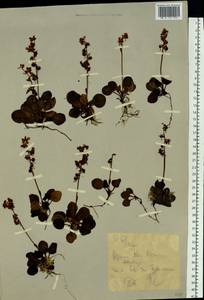 Pyrola grandiflora Radius, Eastern Europe, Northern region (E1) (Russia)