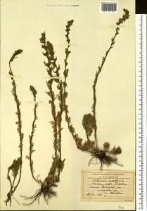 Artemisia rupestris L., Siberia, Yakutia (S5) (Russia)