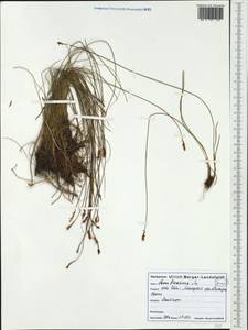 Carex davalliana Sm., Western Europe (EUR)