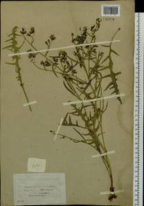 Crepidiastrum tenuifolium (Willd.) Sennikov, Siberia, Baikal & Transbaikal region (S4) (Russia)