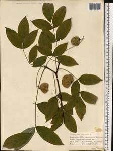 Staphylea pinnata L., Eastern Europe, Moldova (E13a) (Moldova)