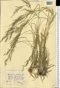 Deschampsia cespitosa (L.) P.Beauv., Eastern Europe, North Ukrainian region (E11) (Ukraine)