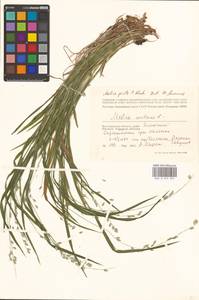 Melica picta K.Koch, Eastern Europe, Lower Volga region (E9) (Russia)