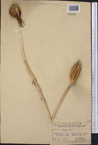 Tulipa, Middle Asia, Pamir & Pamiro-Alai (M2)