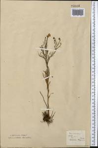 Galatella sedifolia subsp. sedifolia, Middle Asia, Northern & Central Kazakhstan (M10) (Kazakhstan)