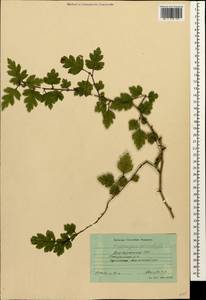 Crataegus microphylla C. Koch, Caucasus, Azerbaijan (K6) (Azerbaijan)