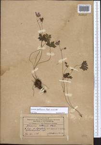 Geranium collinum Stephan ex Willd., Middle Asia, Western Tian Shan & Karatau (M3) (Uzbekistan)