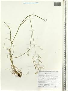 Poa nemoralis L., Siberia, Russian Far East (S6) (Russia)