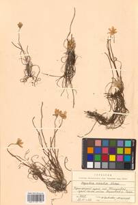 Hepatica asiatica Nakai, Siberia, Russian Far East (S6) (Russia)