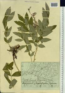 Dictamnus dasycarpus Turcz., Siberia, Russian Far East (S6) (Russia)