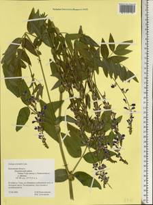 Galega orientalis Lam., Eastern Europe, Central region (E4) (Russia)