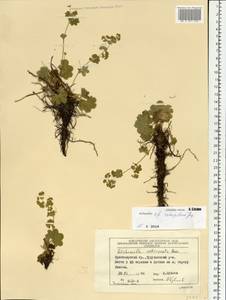 Alchemilla retropilosa Juz., Siberia, Central Siberia (S3) (Russia)