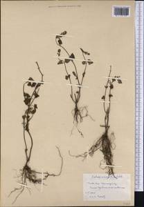 Salvia serotina L., America (AMER) (Cuba)