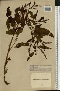 Rumex obtusifolius L., Eastern Europe, North-Western region (E2) (Russia)